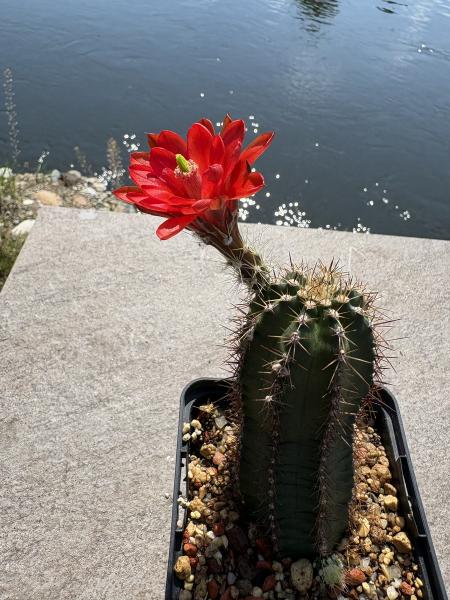 Echinocereus triglochidiatus